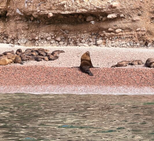 Islas Ballestas en Paracas: guía completa del tour para ver pingüinos, leones marinos y el Candelabro de Paracas