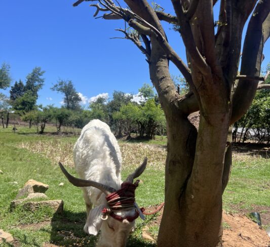  ITINERARIO DE 3 DÍAS EN LESOTHO: MI EXPERIENCIA REAL